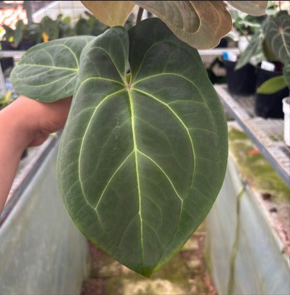RP2-9 Anthurium Hoffmani Hybrid
