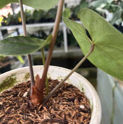 RP2-9 Anthurium Hoffmani Hybrid
