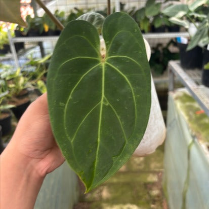 RP2-9 Anthurium Hoffmani Hybrid
