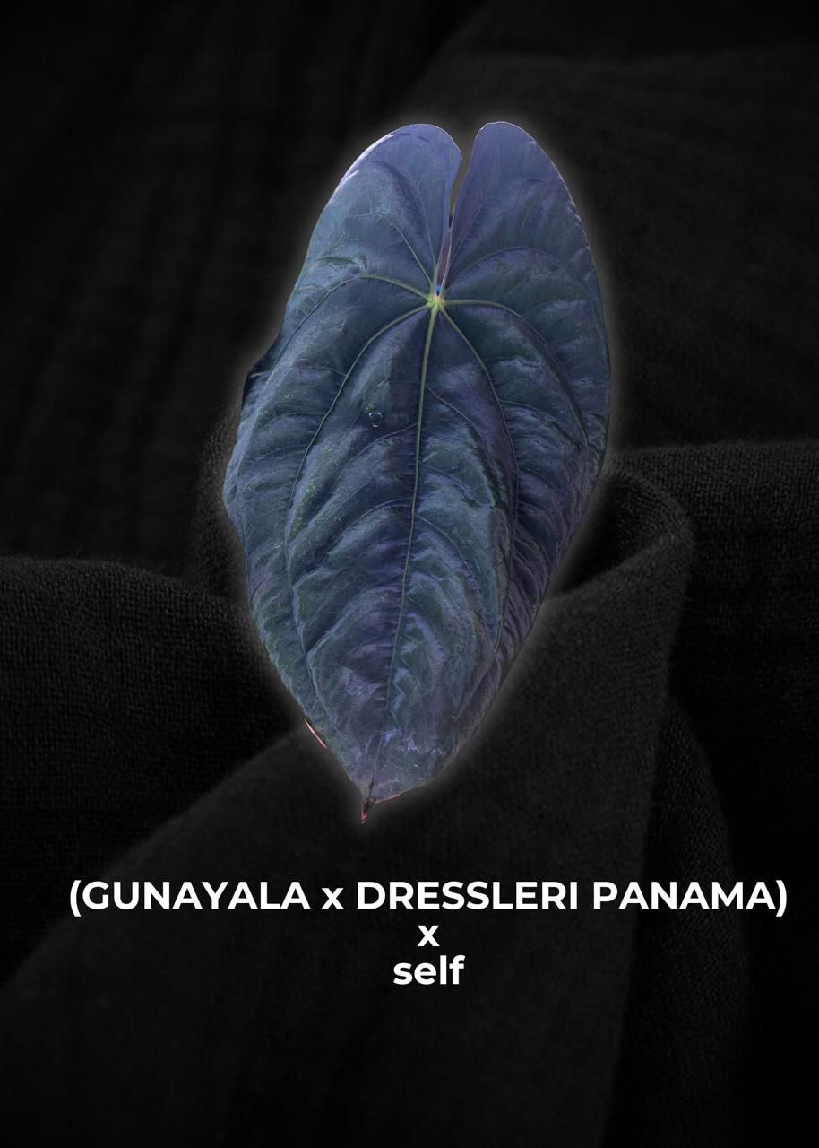 Anthurium Papillilaminum Gunayala x Dresslerii x Self Seed (5 pcs)