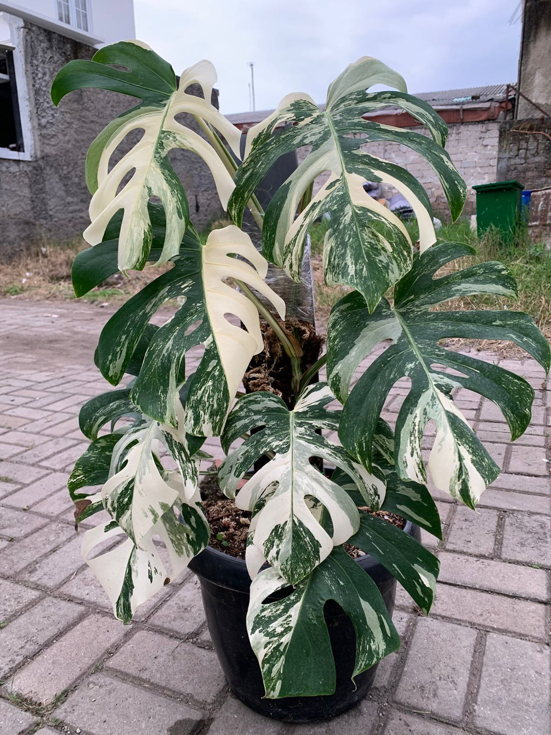 RP50-1 Monstera White Tiger Lush