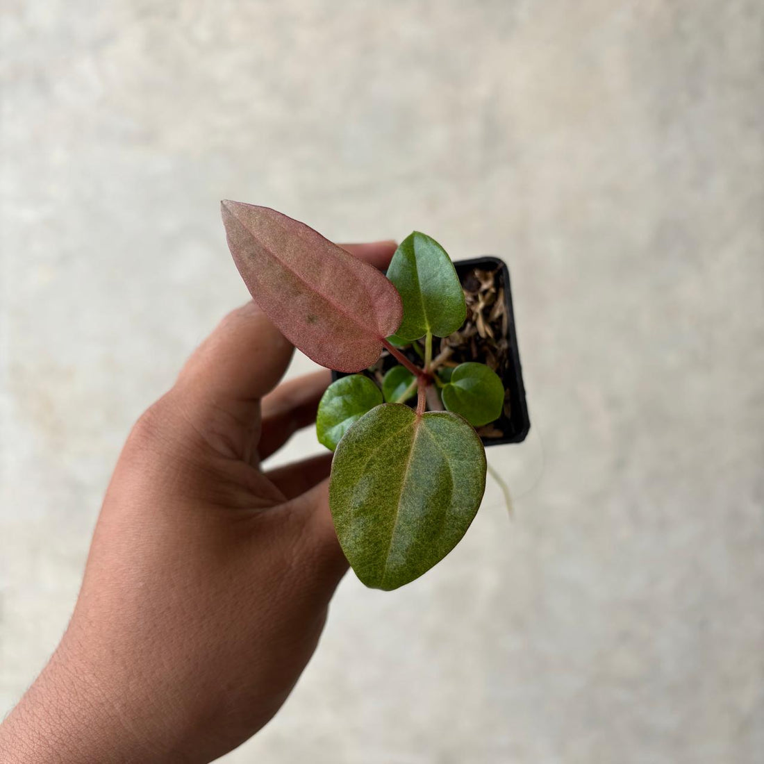 RP47-1 Anthurium (Dark handsome x red velvet cake) x rvdp