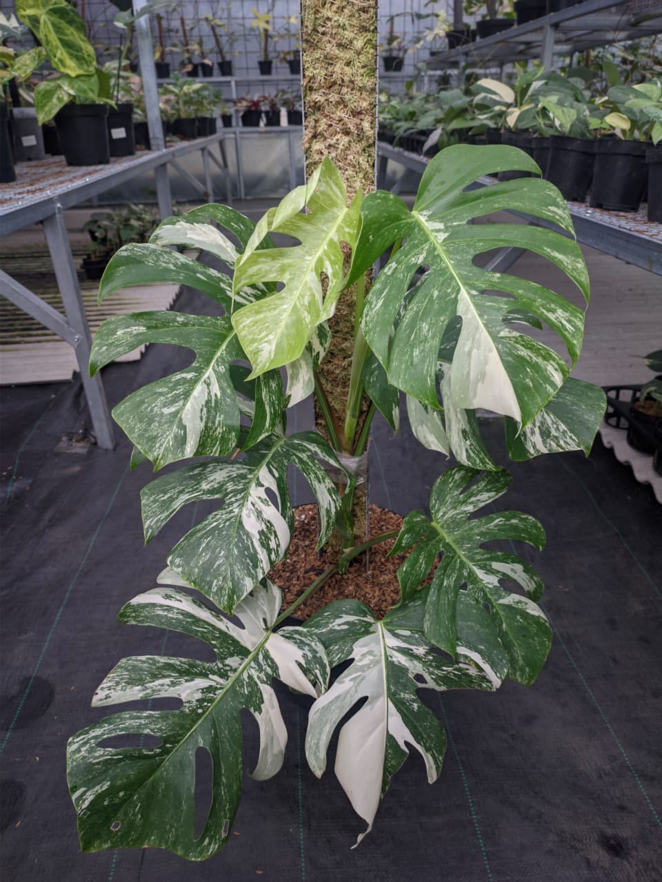 RP28-1 Monstera Albo Variegated Lush