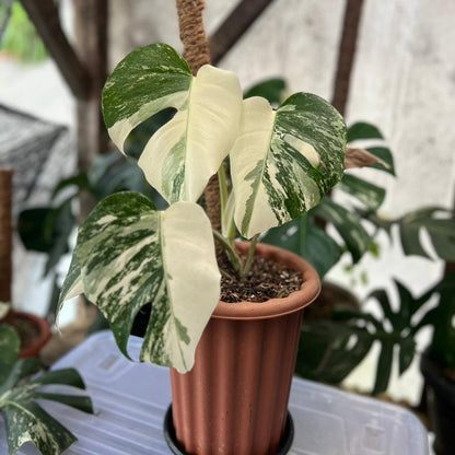 RP60-2 Monstera Albo Variegated