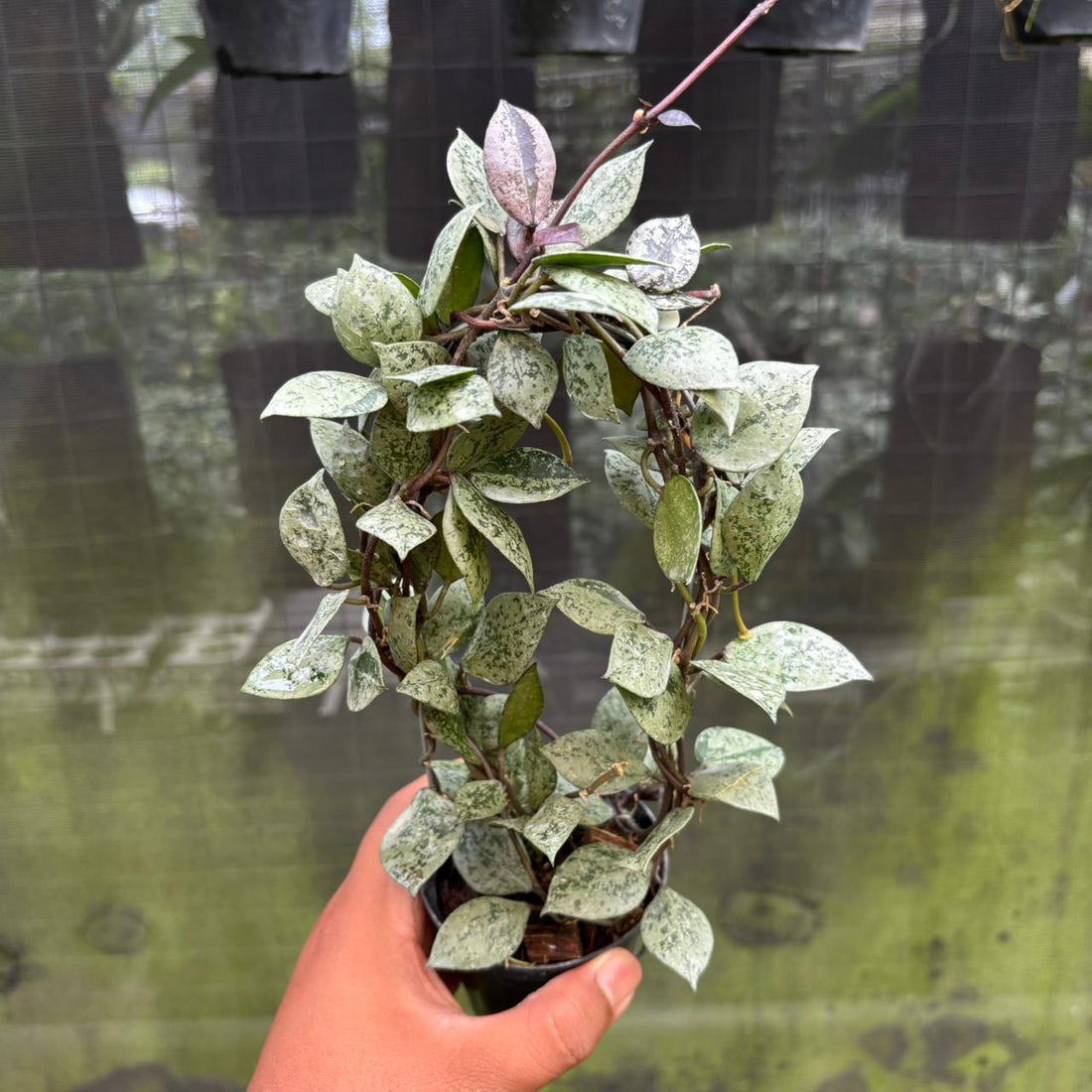 Hoya Lacunosa "Black Aurora"