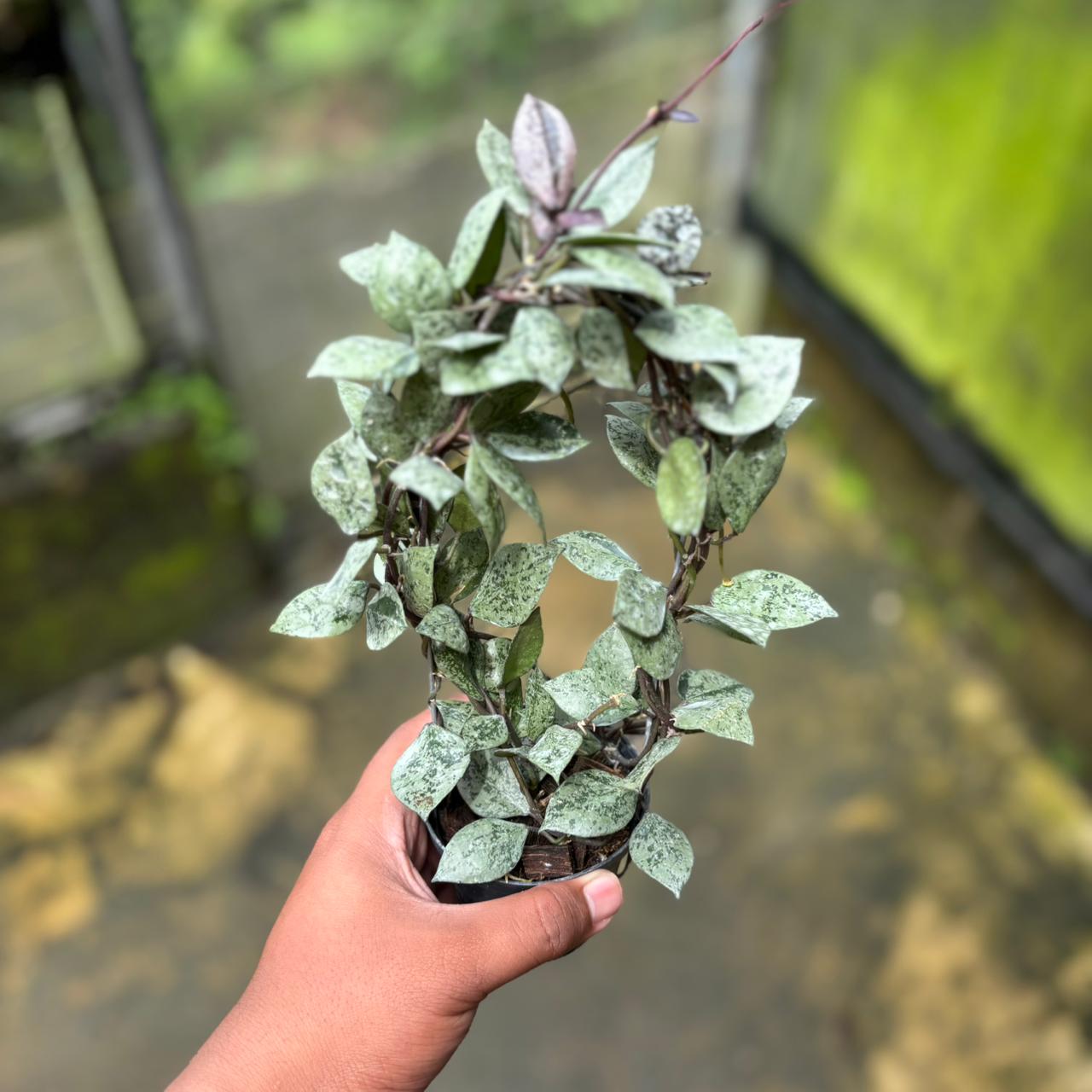 Hoya Lacunosa "Black Aurora"