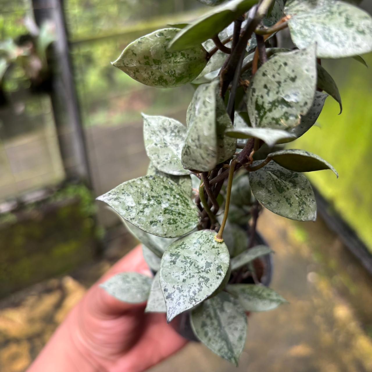 Hoya Lacunosa "Black Aurora"