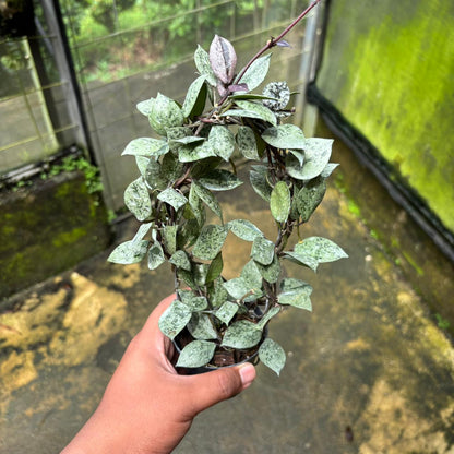 Hoya Lacunosa "Black Aurora"