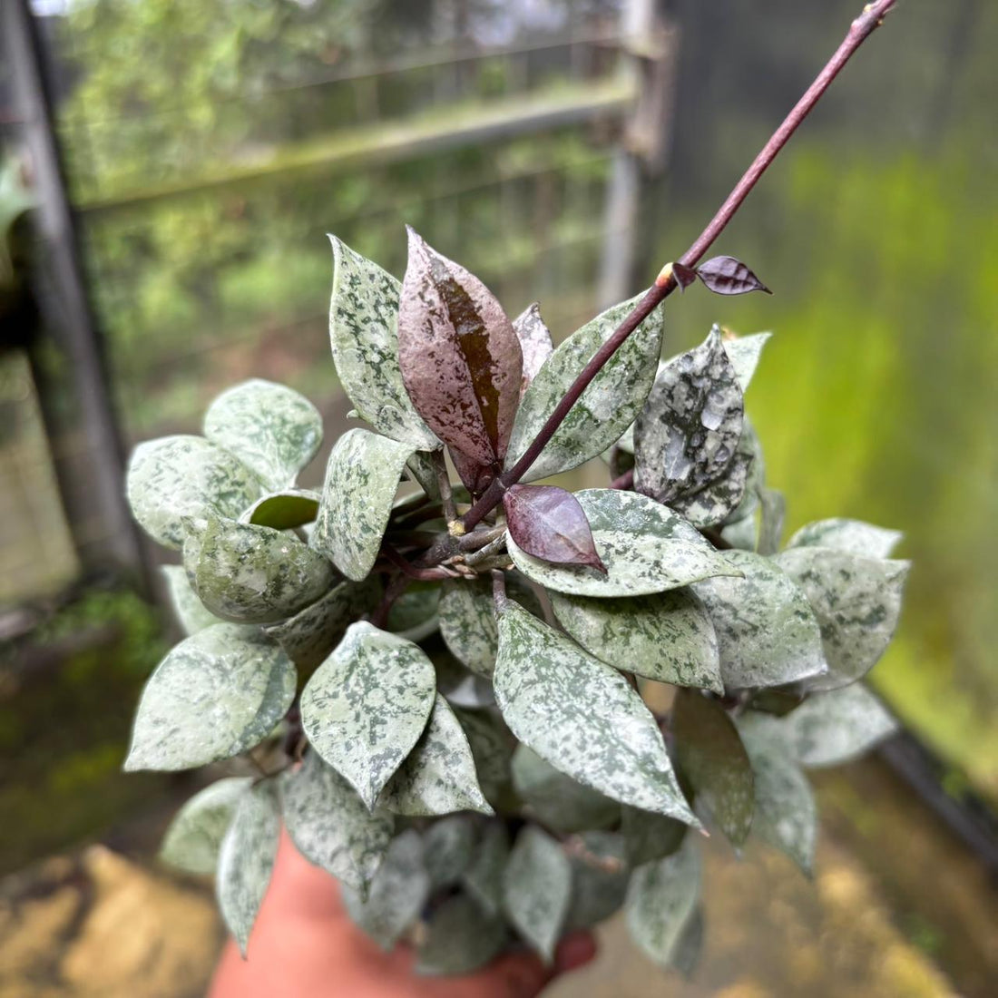 Hoya Lacunosa "Black Aurora"