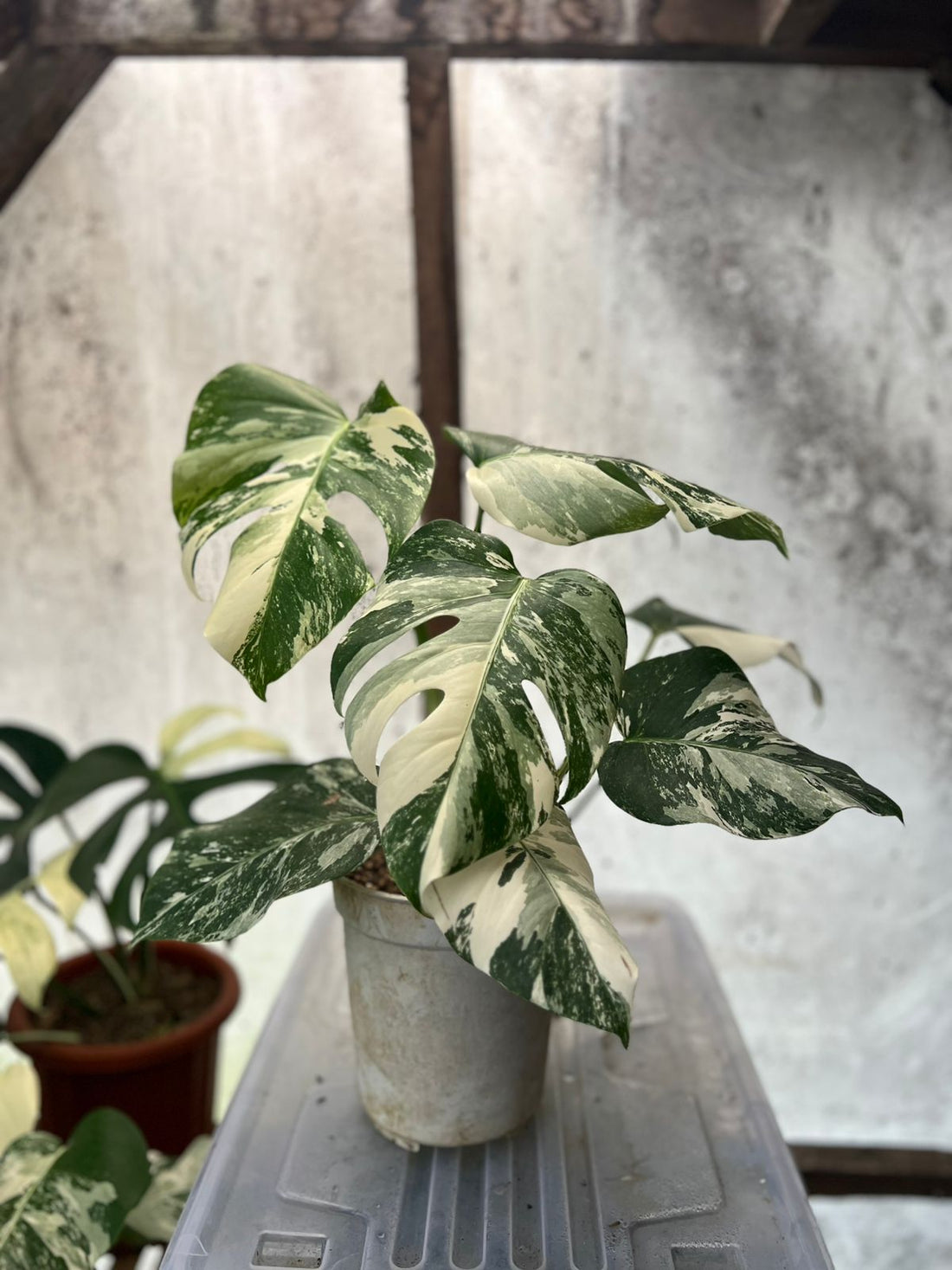 RP87-5 Monstera Albo White Tiger