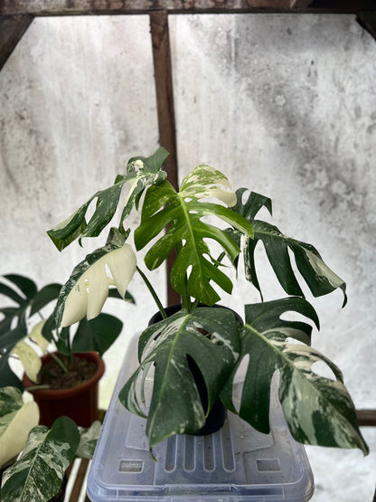 RP88-5 Monstera Albo Variegated