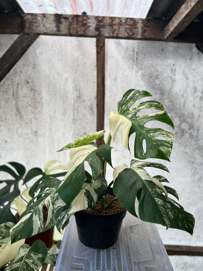 RP89-5 Monstera Albo White Tiger