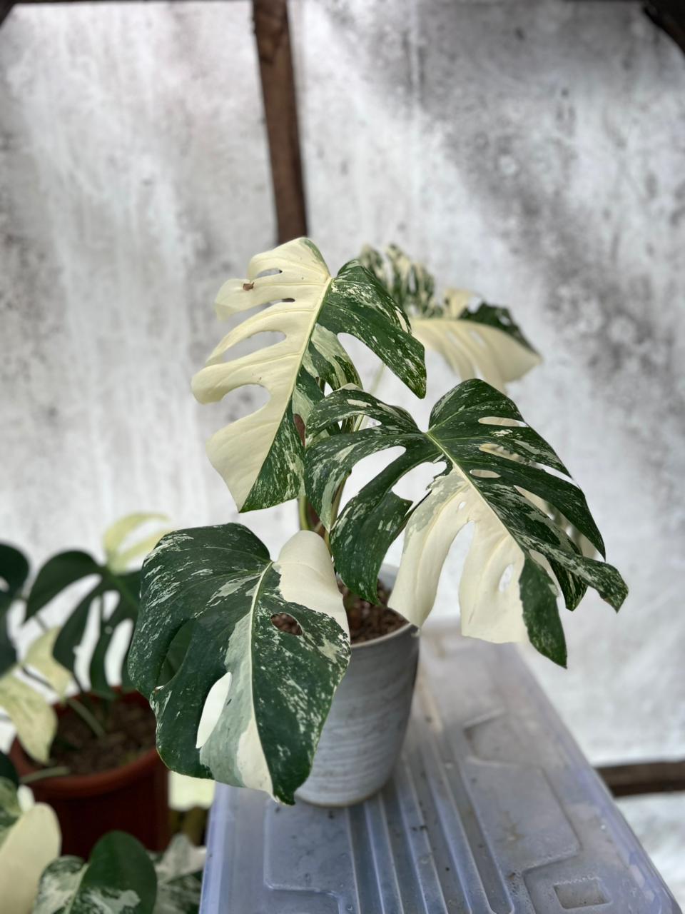 RP90-5 Monstera Albo White Tiger