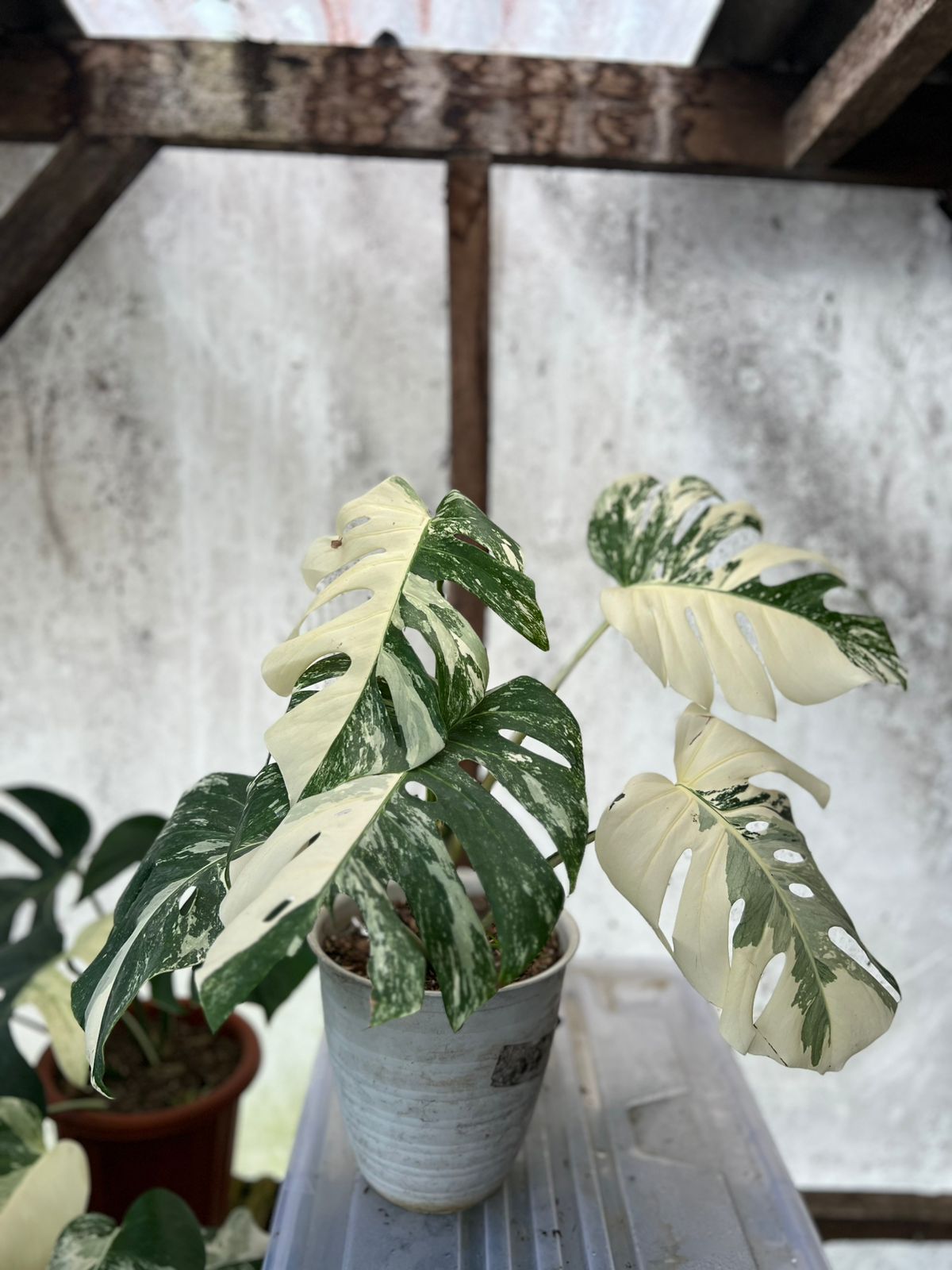 RP90-5 Monstera Albo White Tiger