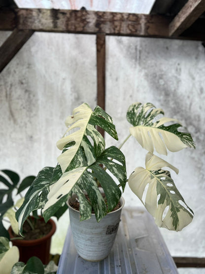 RP90-5 Monstera Albo White Tiger