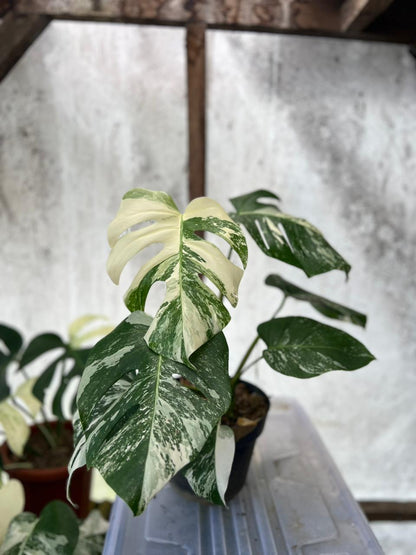 RP91-5 Monstera Albo White Tiger