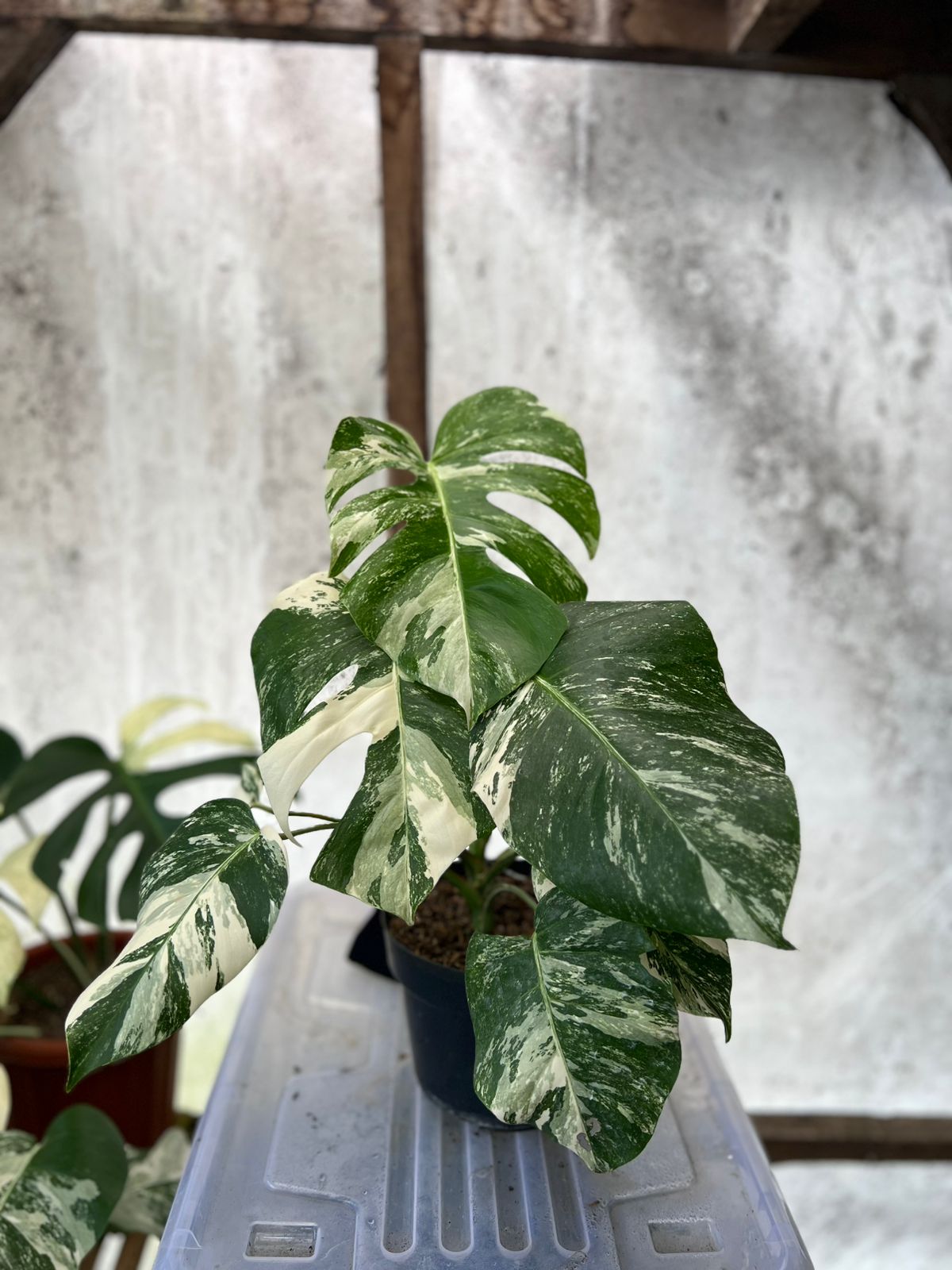RP92-5 Monstera Albo Variegated