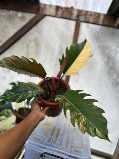 RP93-5 Philodendron Caramel Marble Variegated Mature Size