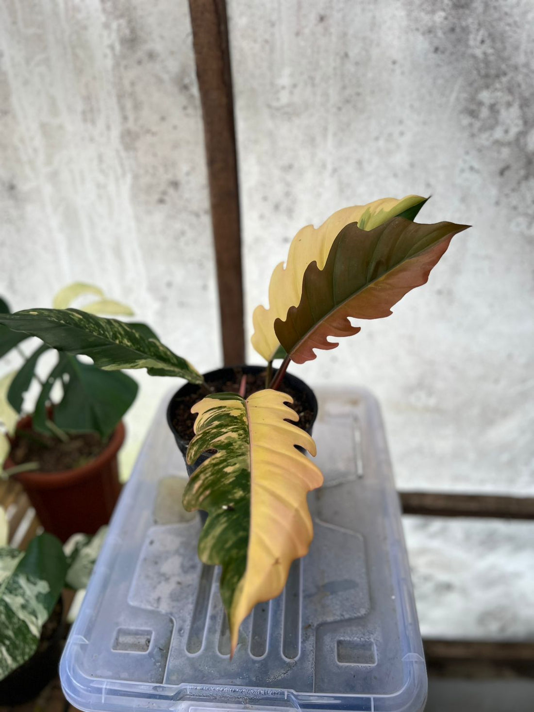 RP94-5 Philodendron Caramel Marble Variegated Mature Size
