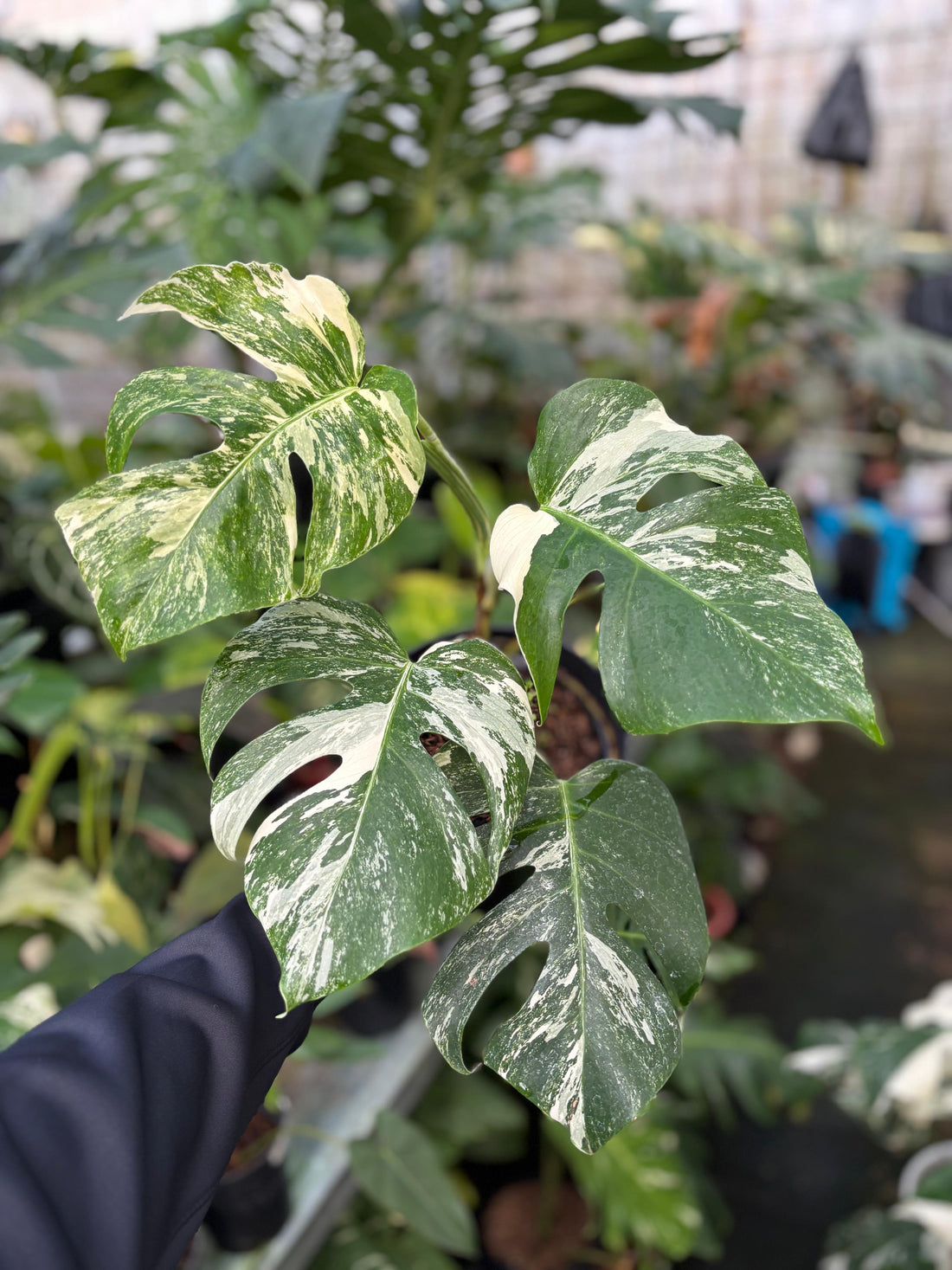 RP96-5 Monstera Albo Variegated
