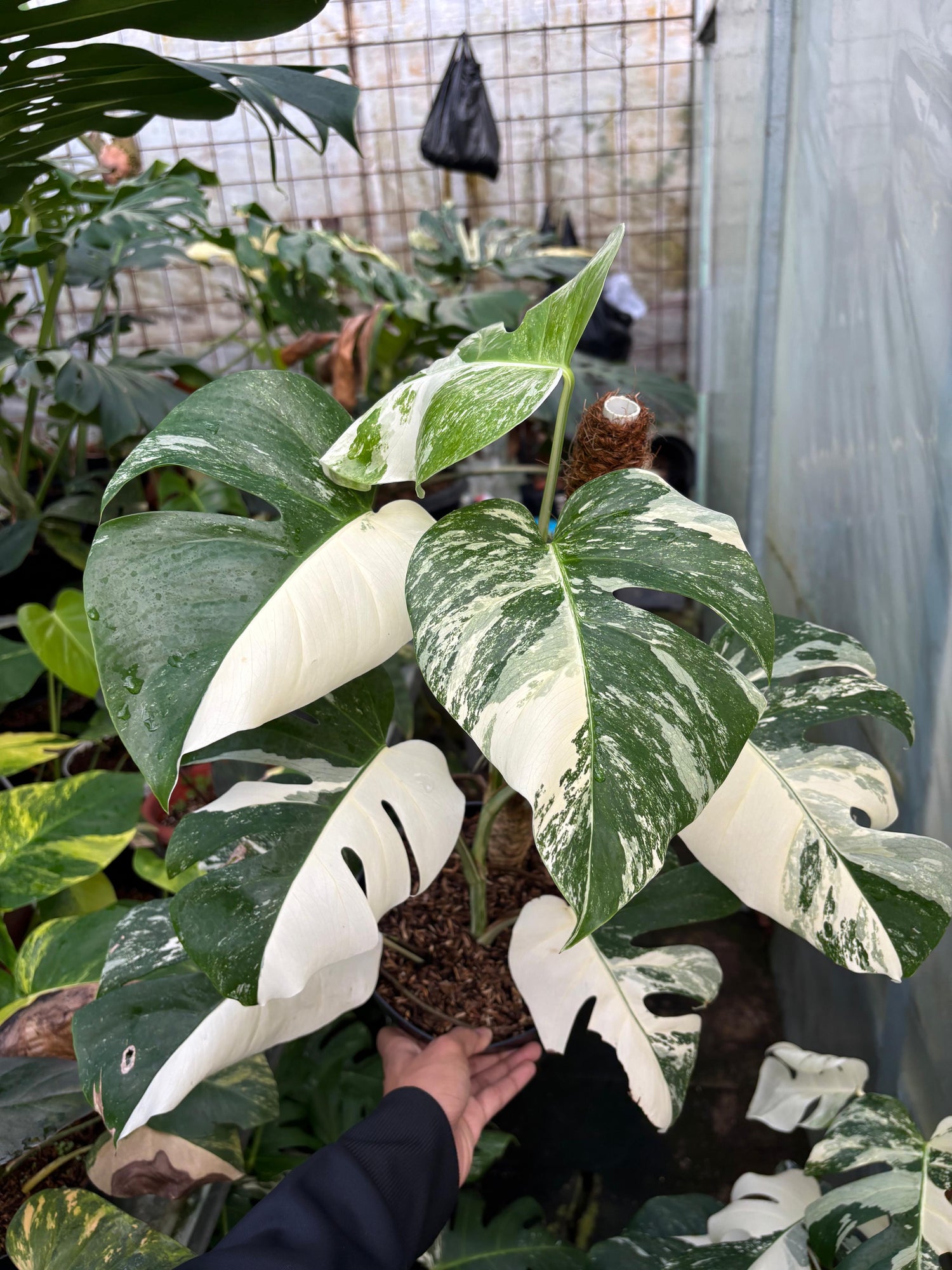 RP97-5 Monstera Albo White Tiger