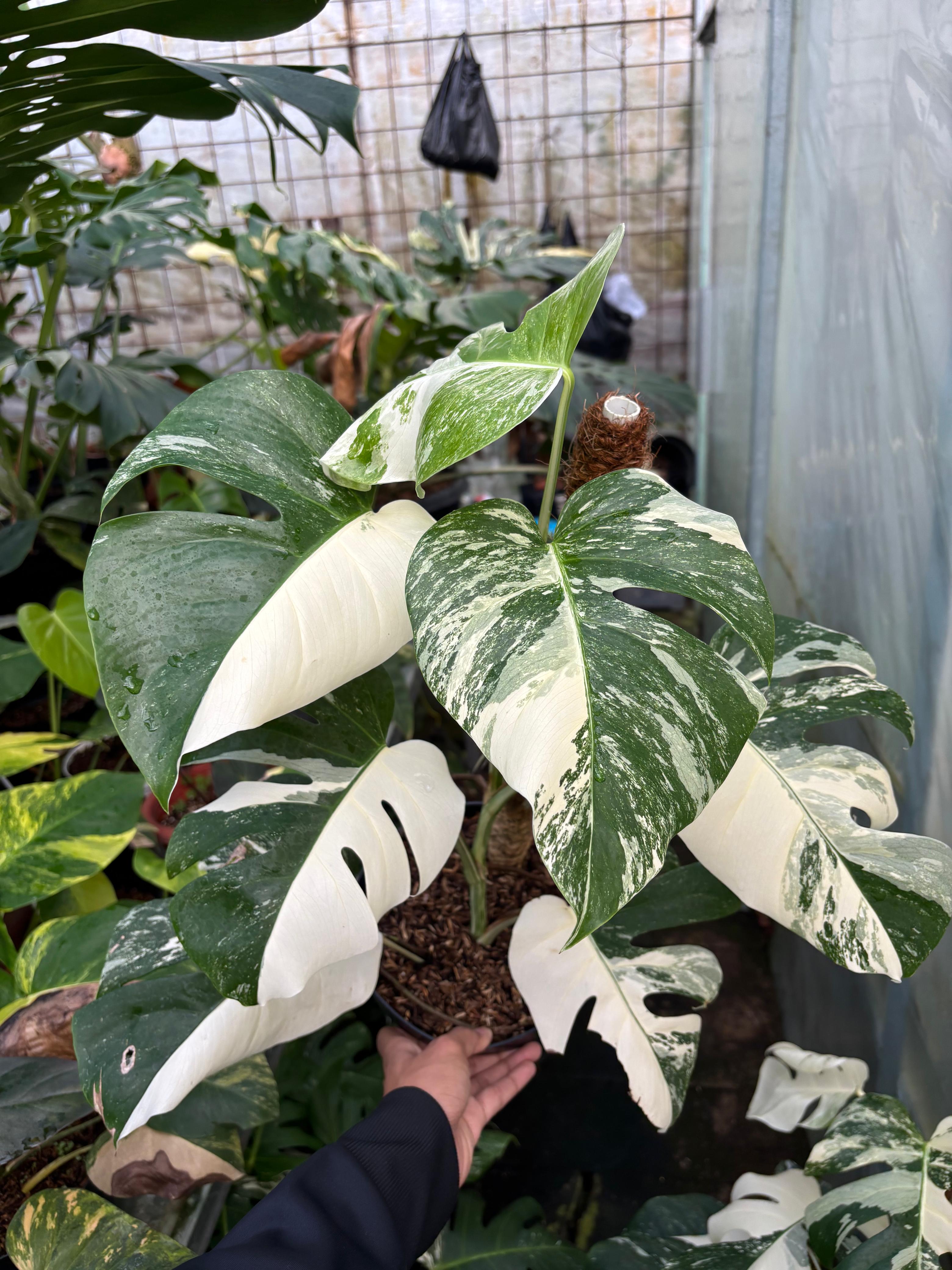 RP97-5 Monstera Albo White Tiger