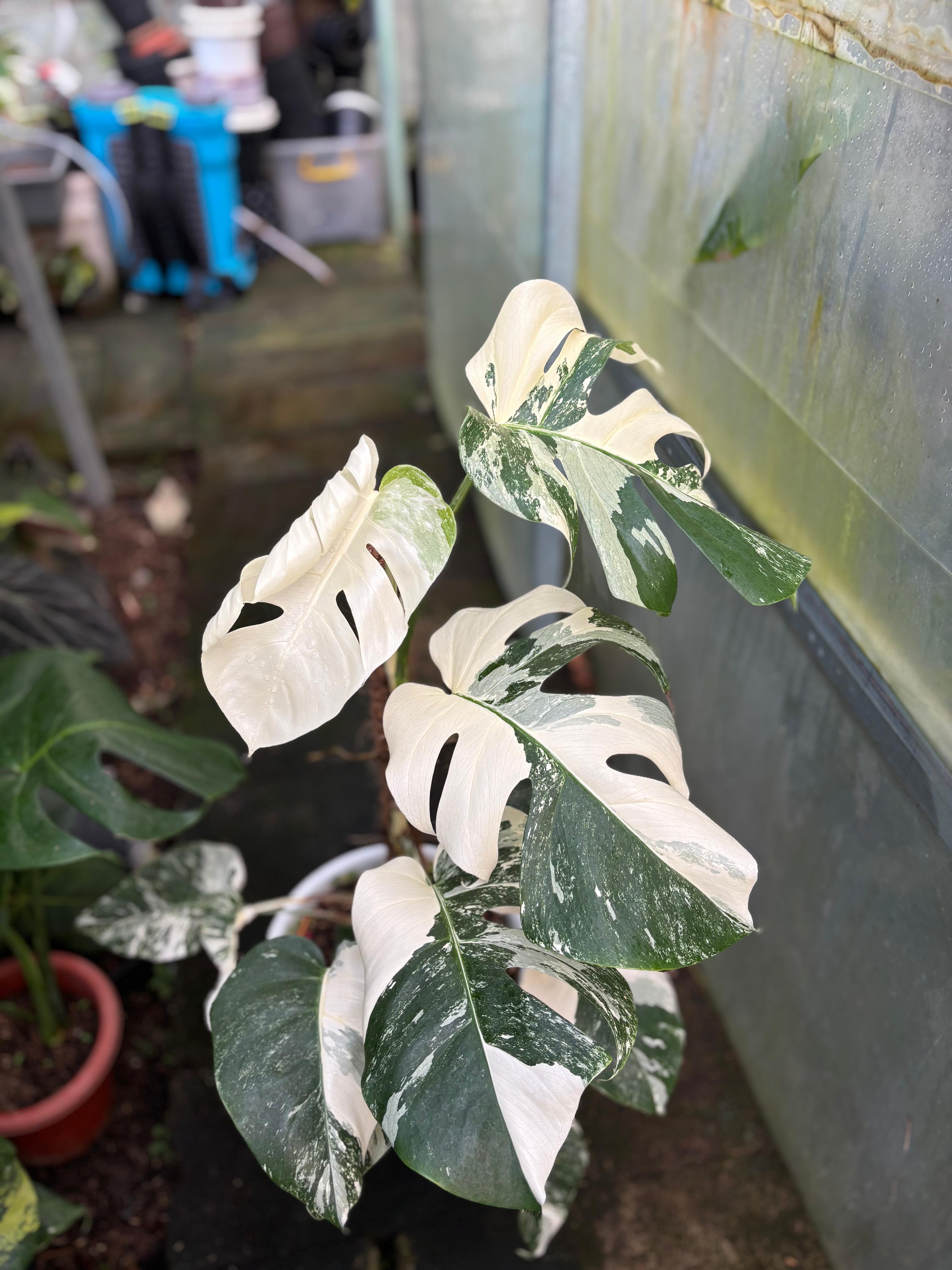 RP98-5 Monstera Albo White Tiger