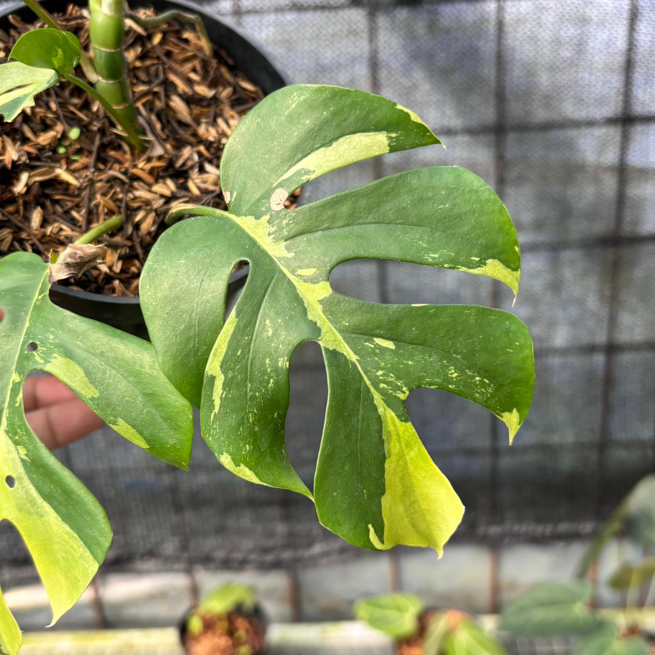 RP3-6 Rhaphidophora Tetrasperma Variegated
