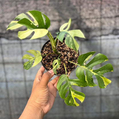 RP3-6 Rhaphidophora Tetrasperma Variegated