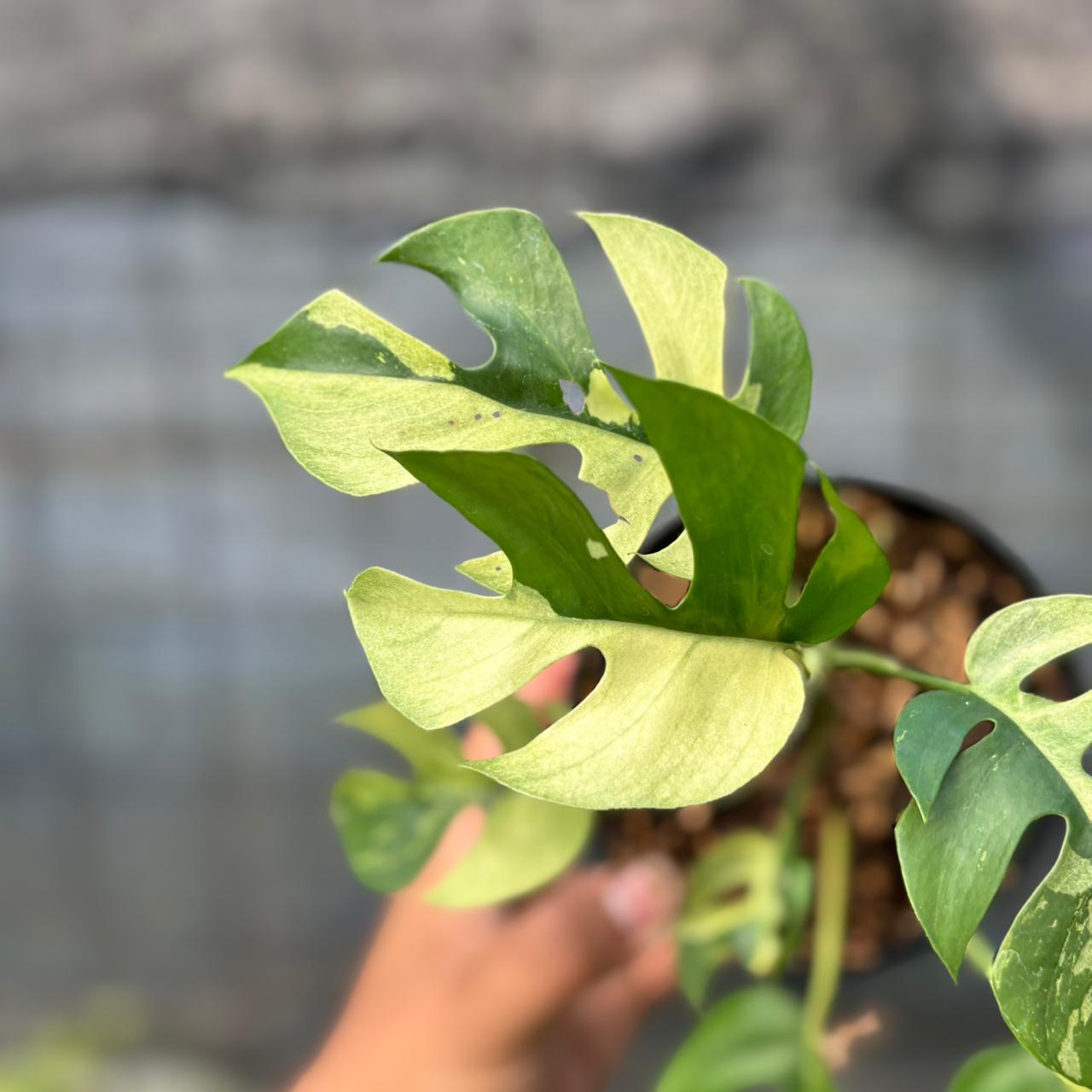 RP3-6 Rhaphidophora Tetrasperma Variegated