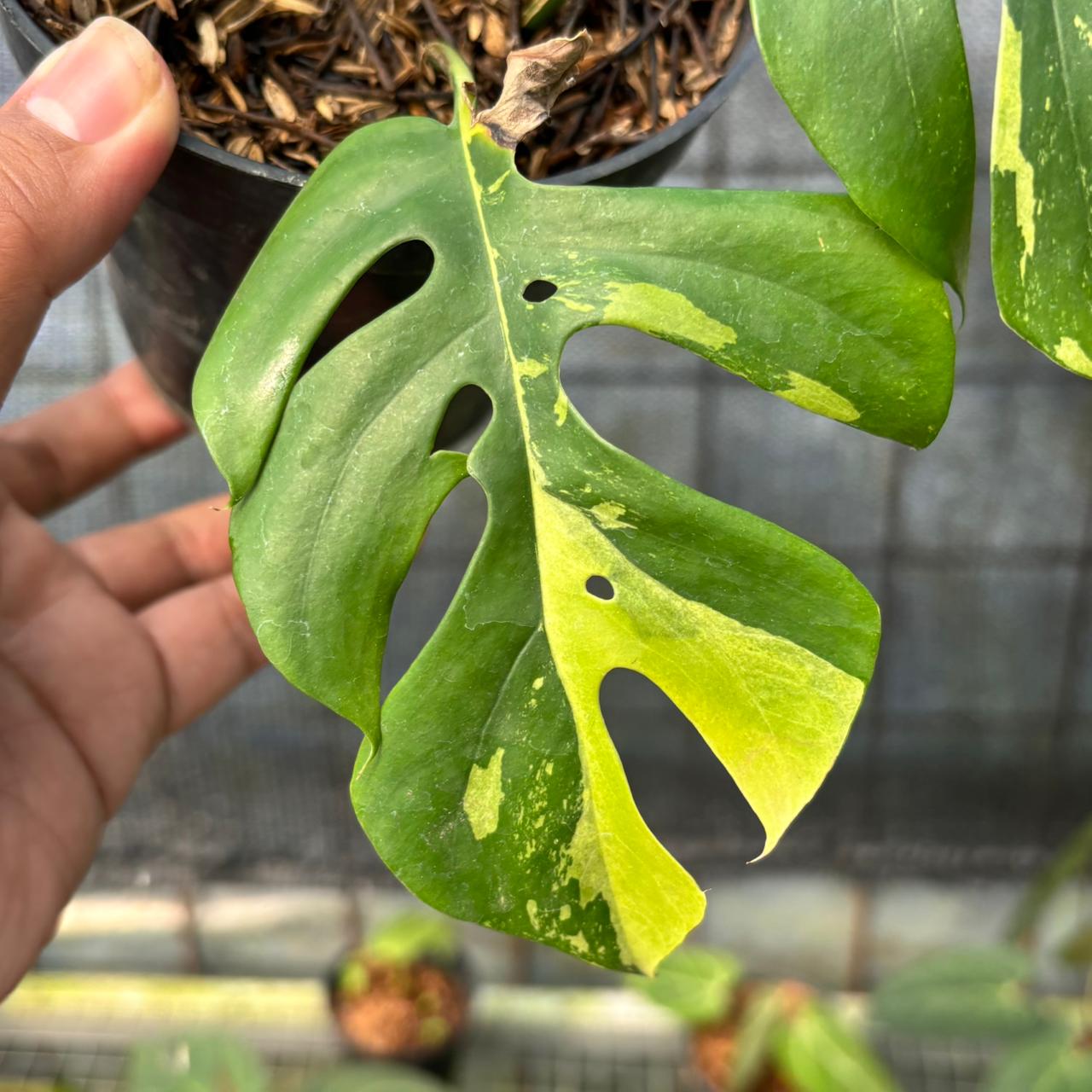 RP3-6 Rhaphidophora Tetrasperma Variegated