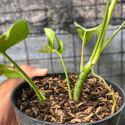RP3-6 Rhaphidophora Tetrasperma Variegated