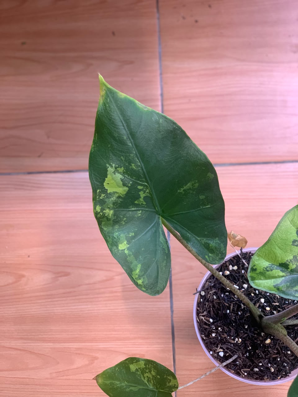 RP105-6	Alocasia Flemingiana Variegated Big Size