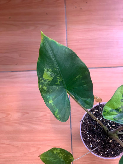 RP105-6	Alocasia Flemingiana Variegated Big Size