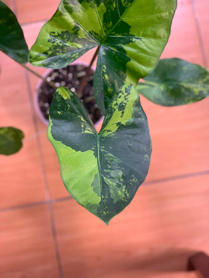RP105-6	Alocasia Flemingiana Variegated Big Size