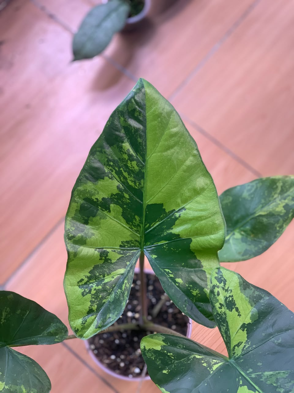 RP105-6	Alocasia Flemingiana Variegated Big Size