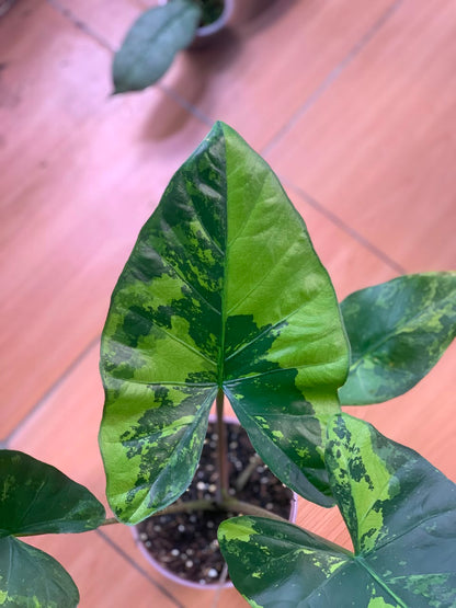 RP105-6	Alocasia Flemingiana Variegated Big Size