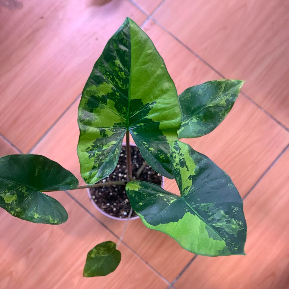 RP105-6	Alocasia Flemingiana Variegated Big Size