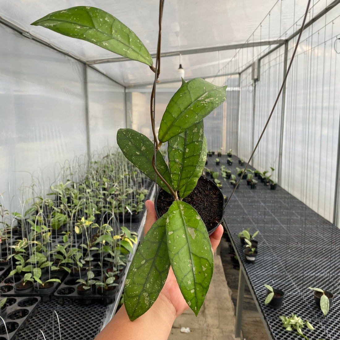 RP31-5 Hoya Clemensiorum Splash