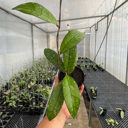 RP31-5 Hoya Clemensiorum Splash