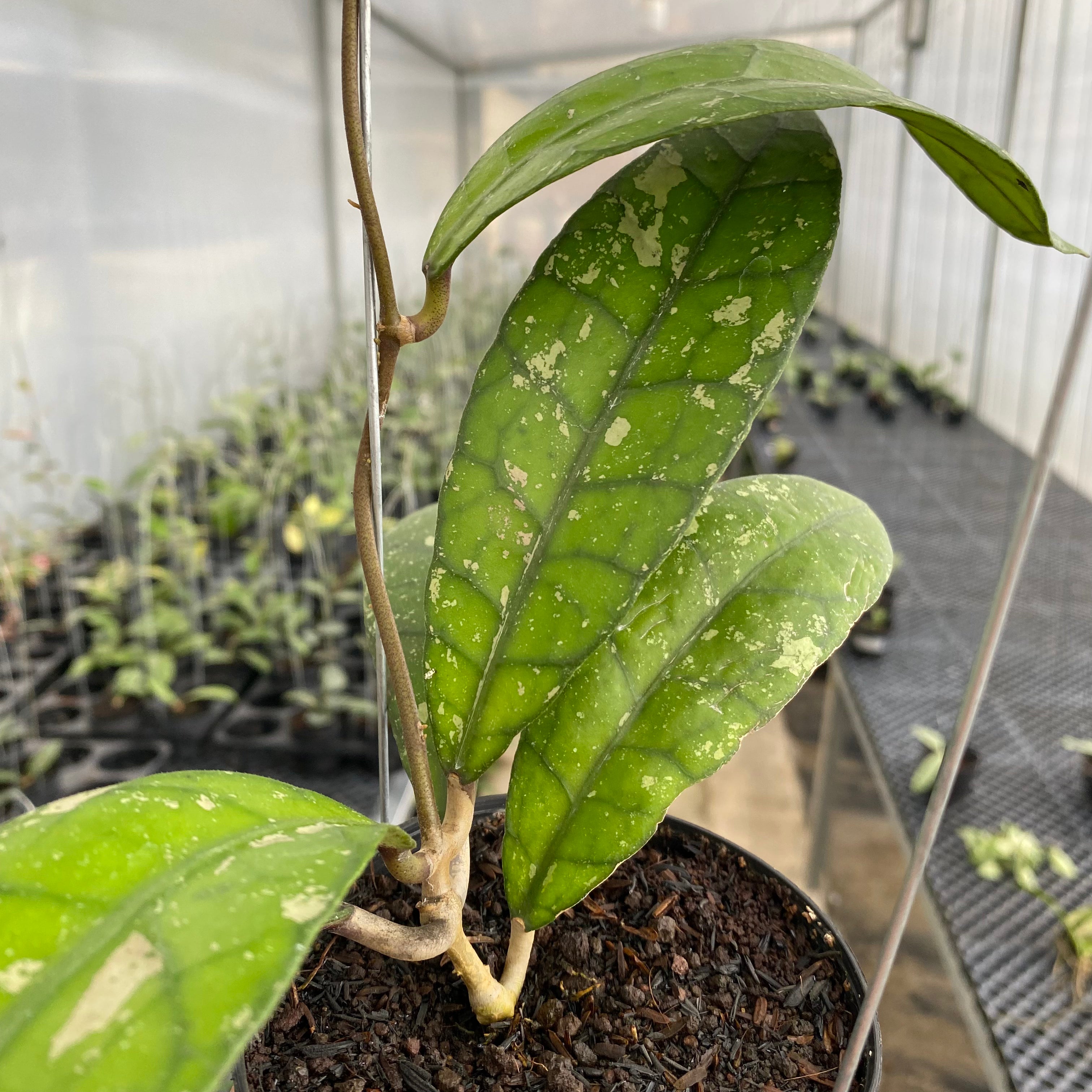 RP31-5 Hoya Clemensiorum Splash