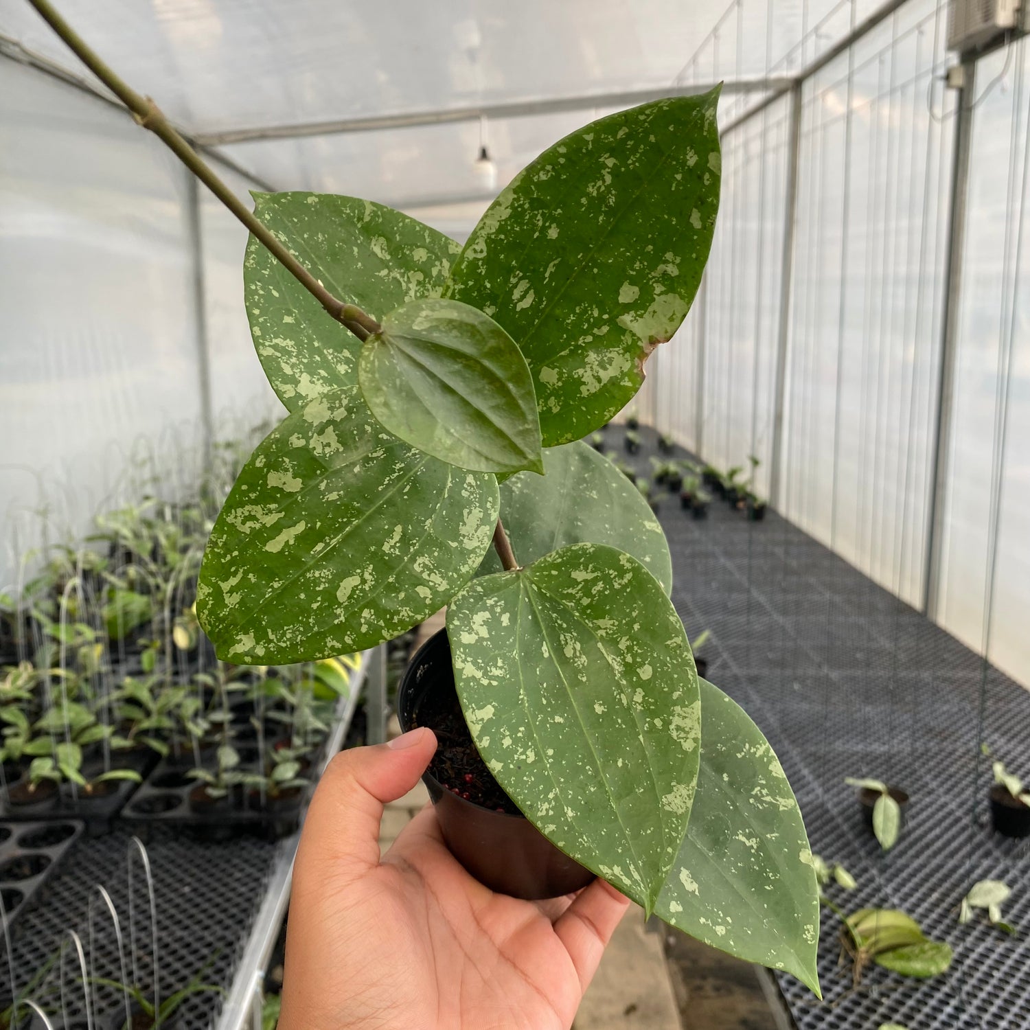 RP32-5 Hoya Glabra Splash