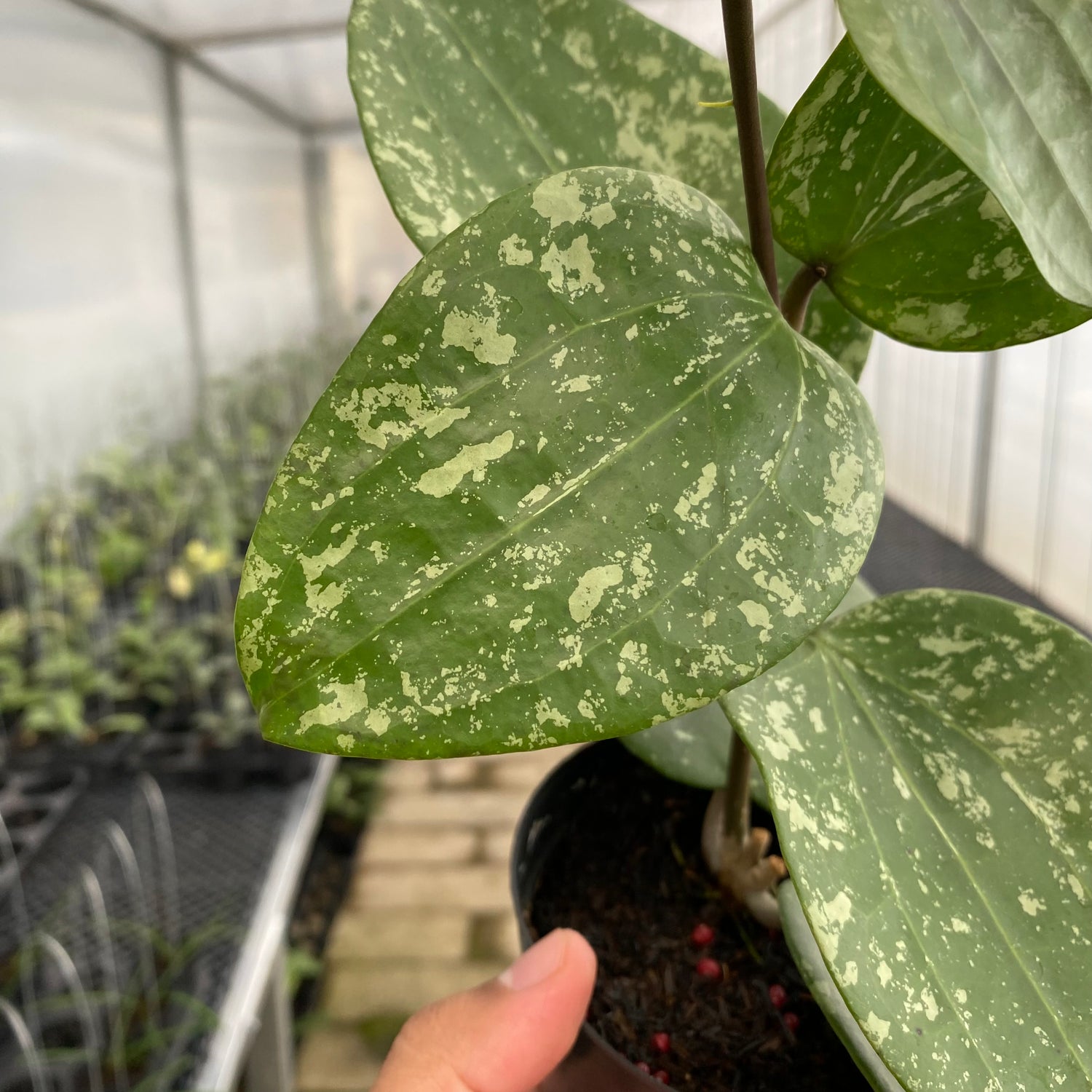 RP32-5 Hoya Glabra Splash