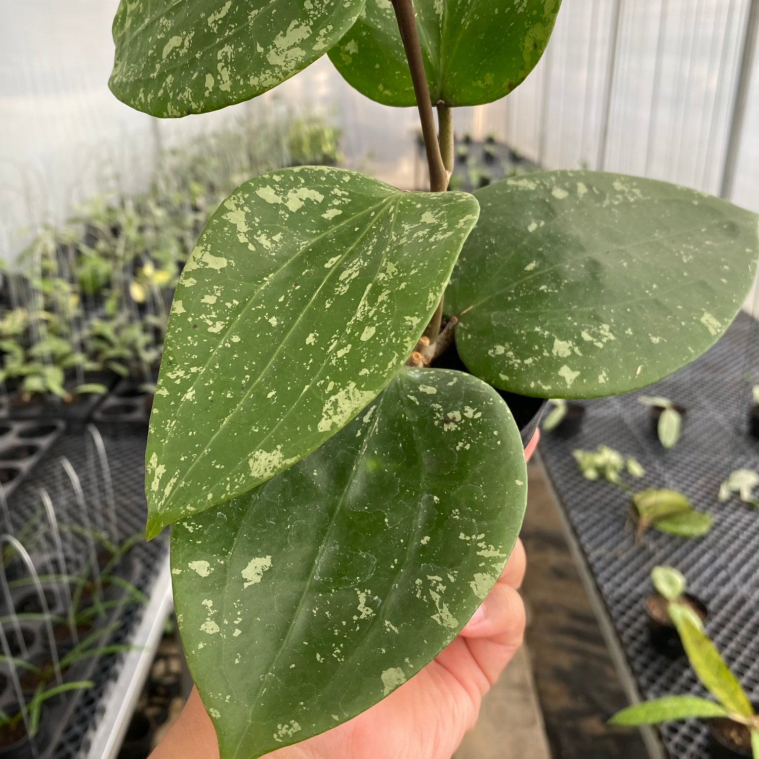 RP32-5 Hoya Glabra Splash