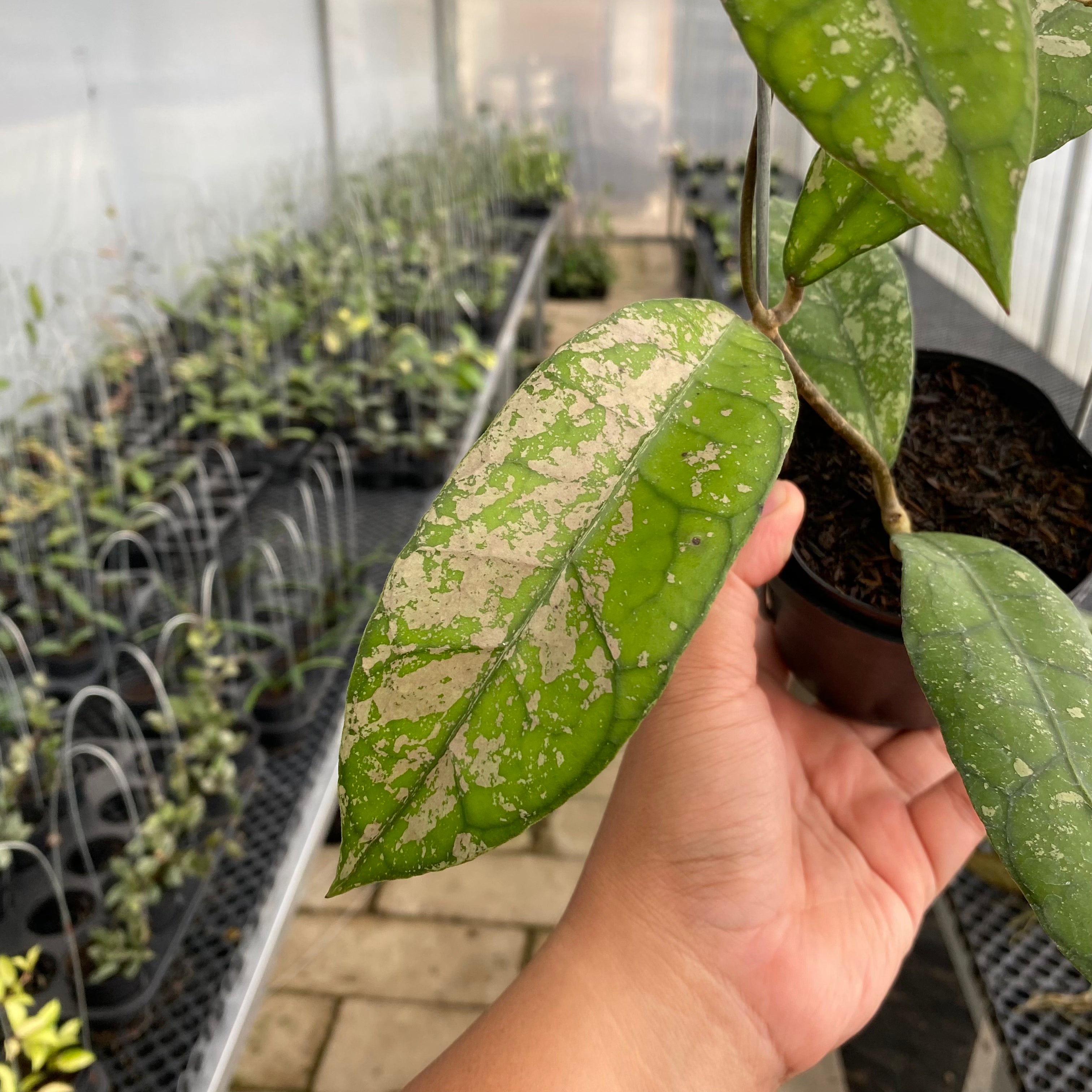 RP33-5 Hoya Clemensiorum Splash