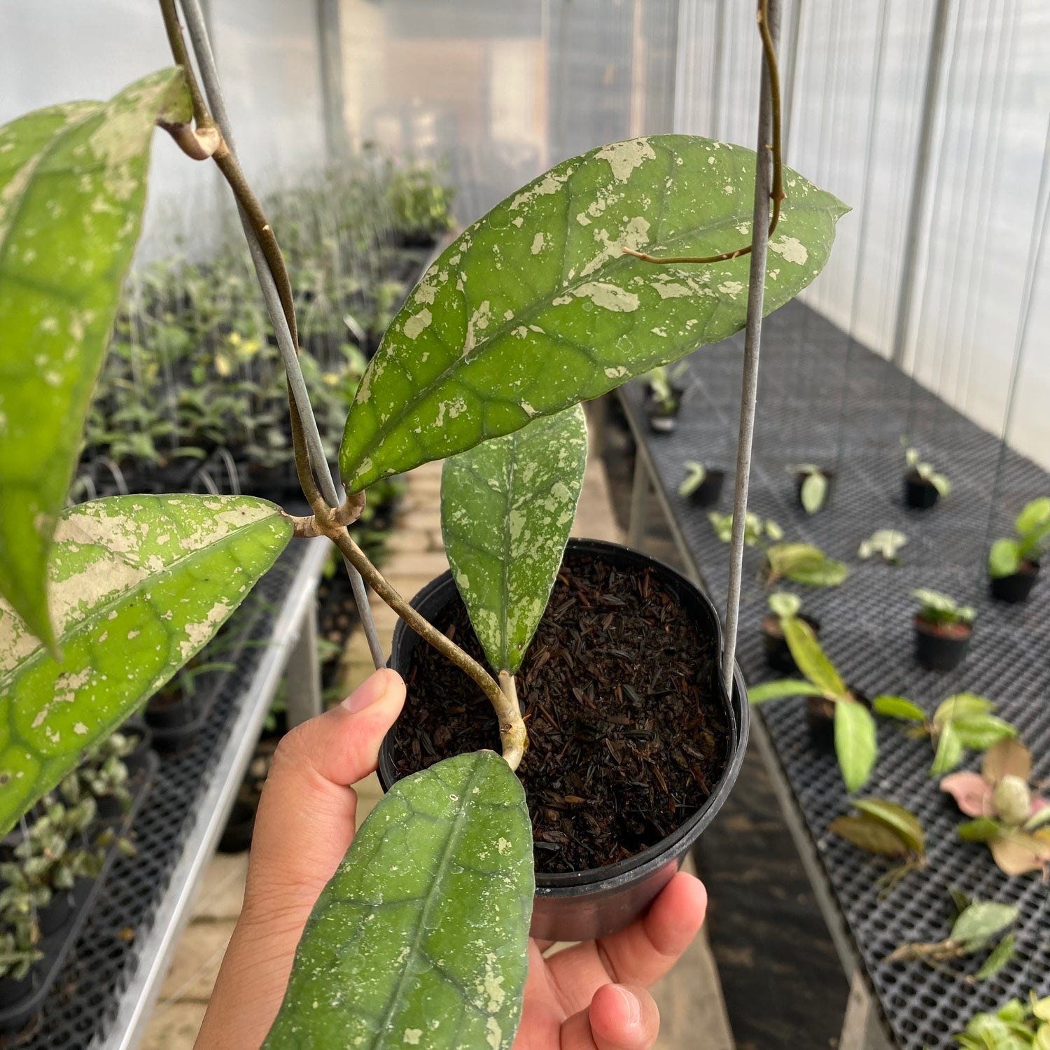 RP33-5 Hoya Clemensiorum Splash