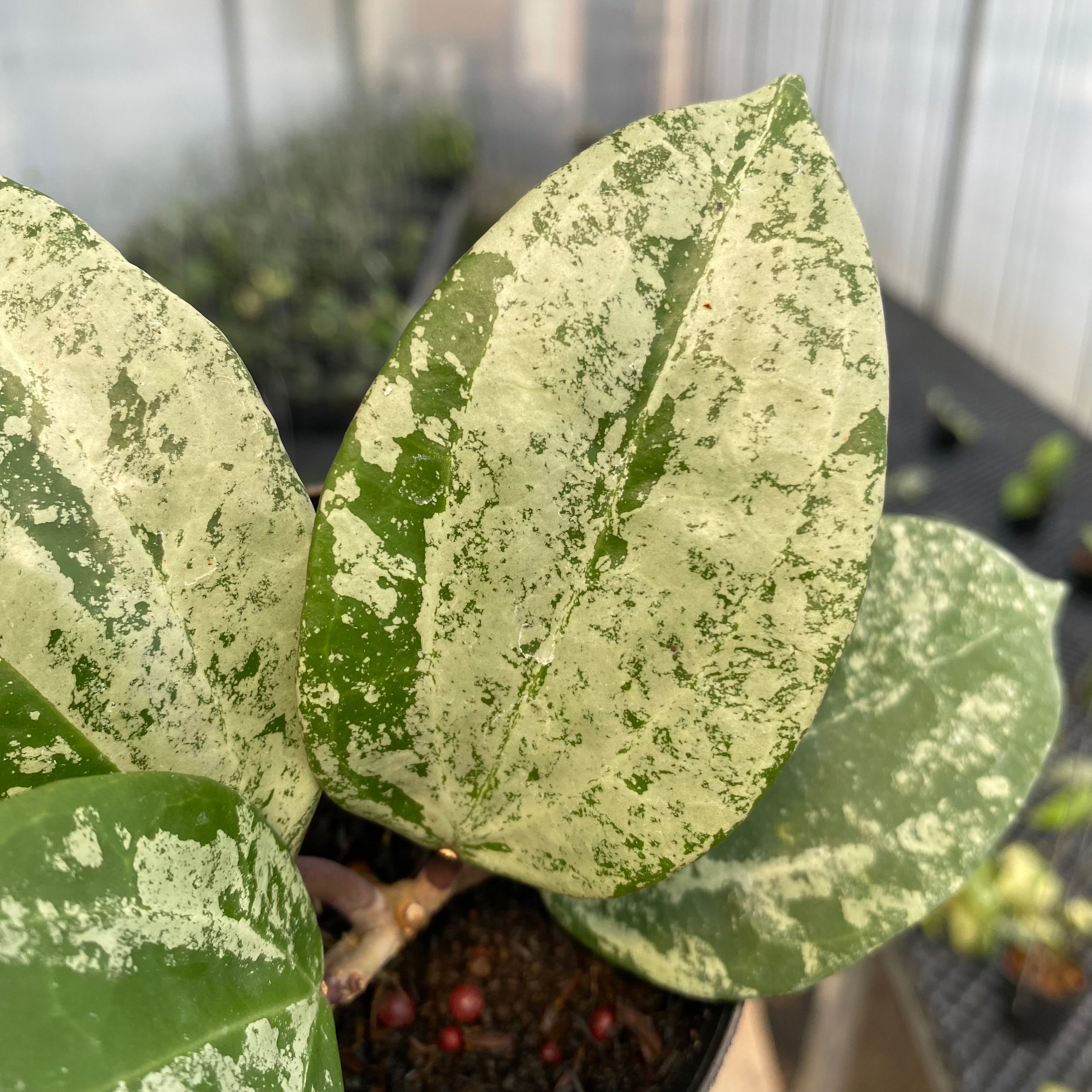 RP35-5 Hoya Latifolia MRH