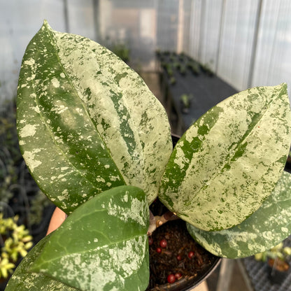 RP35-5 Hoya Latifolia MRH