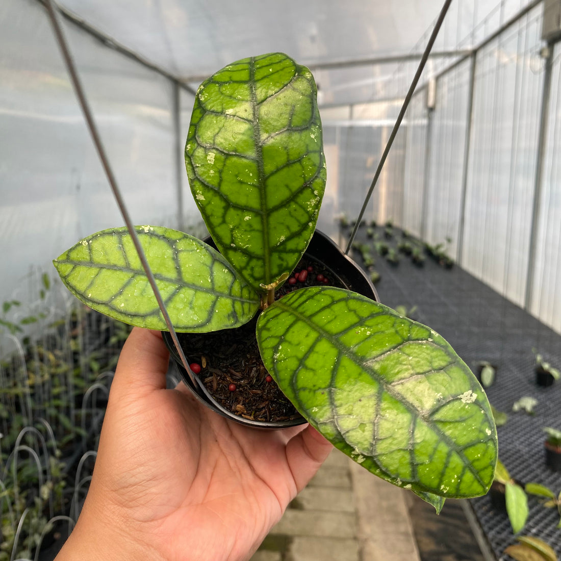 RP36-5 Hoya Callistophylla Venna