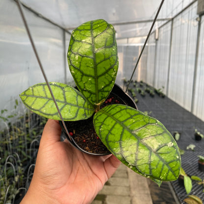 RP36-5 Hoya Callistophylla Venna